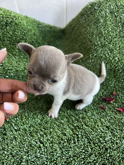 Chihuahua femea lilac com branco mini