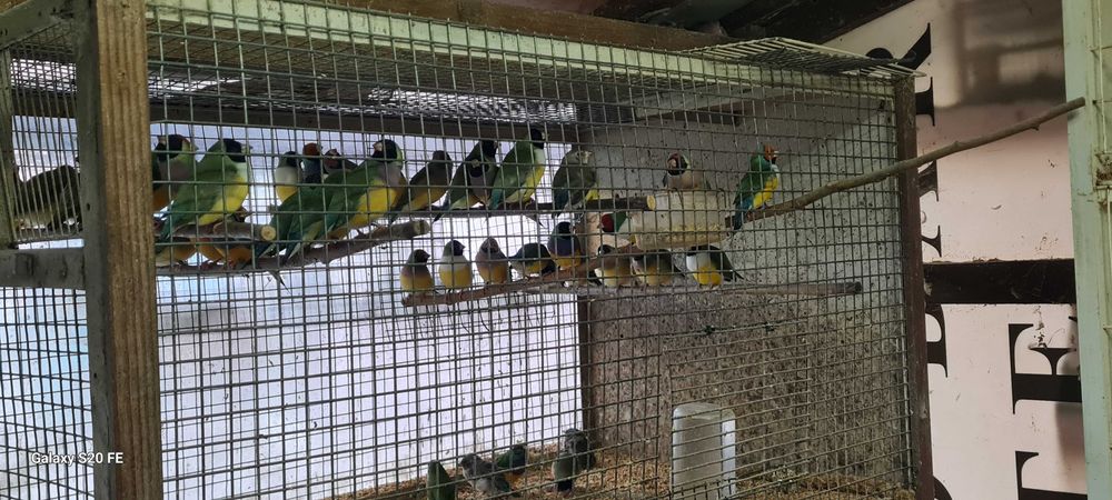 Vendo diamantes gold