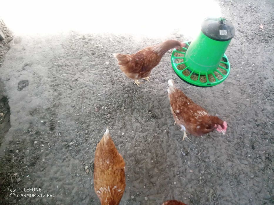 Vendo ovos caseiros
