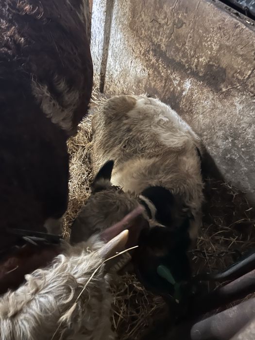 Sprzedam odsadki byczki