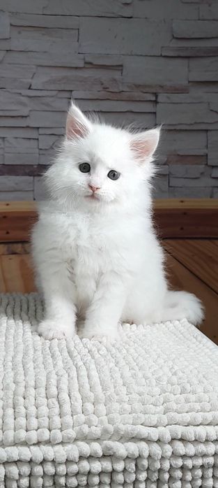 Шикарный котик мейн-кун