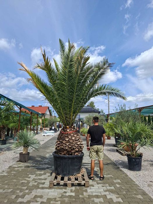 Phoenix Canariensis Daktylowiec Kanaryjski Palma Egzotyczna XXL 4 m