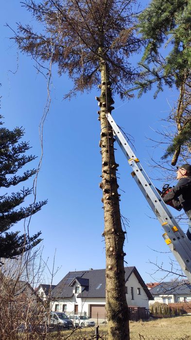 Przycinanie drzew. Żywopłoty. Pielęgnacja ogrodów.Oczyszczanie działek