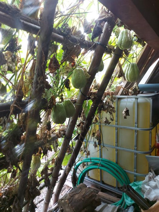 100 kg  chuchus caseiros biogicos legume muito bom para a saúde