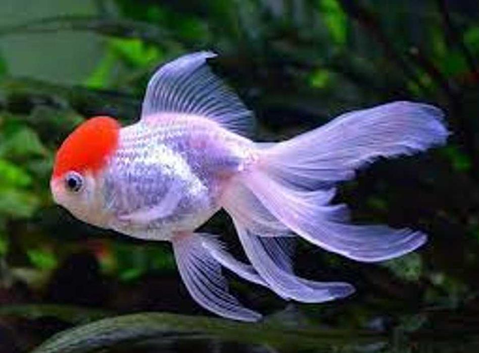 Welonka odmiana CZERWONY KAPTUREK - Carassius - dowóz, wysyłka