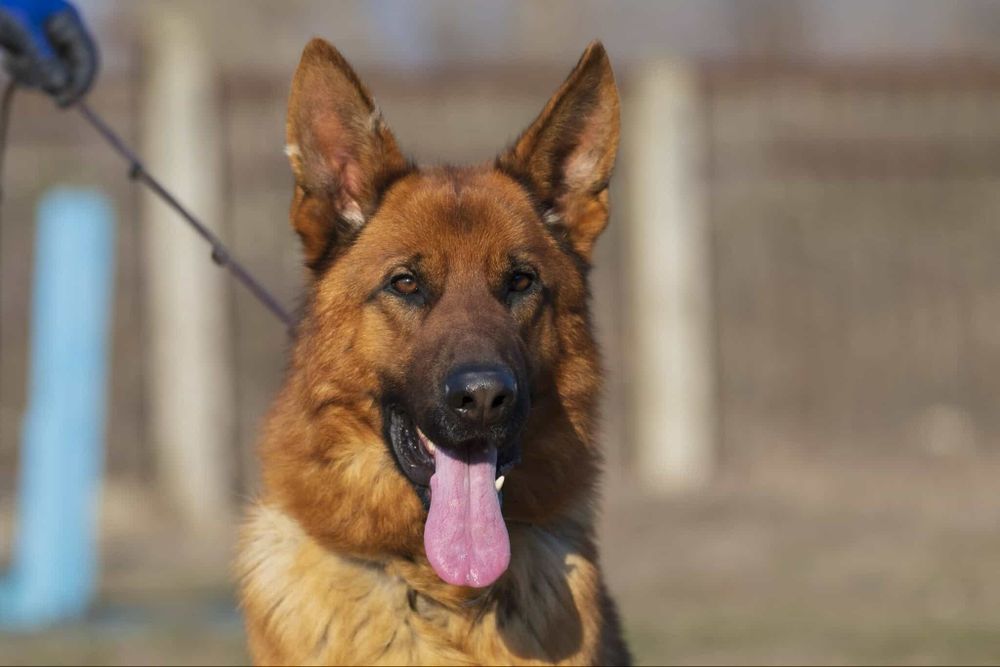 Щенок немецкой овчарки