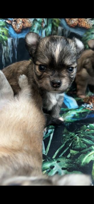 Chihuahua długowłosy chłopiec xs do 2 kg mini