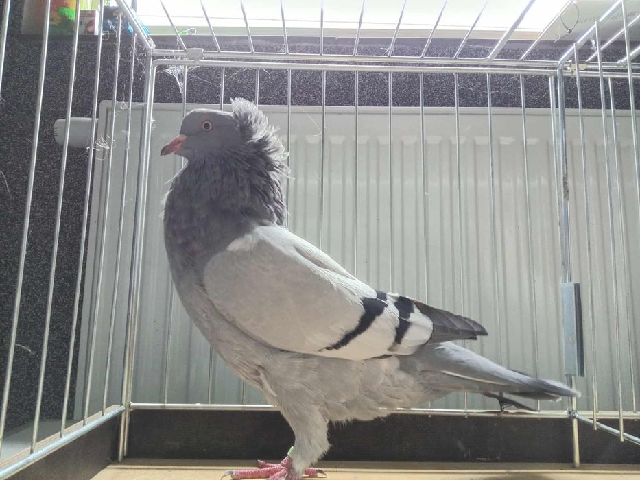 Gołębie garłacz Górnośląski