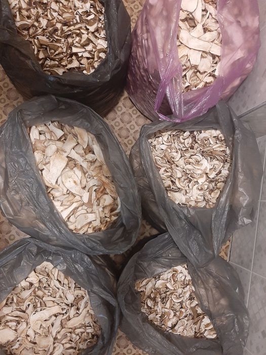 Грибы белые 2025 сушеные песка Закарпатье гриби білі сушені