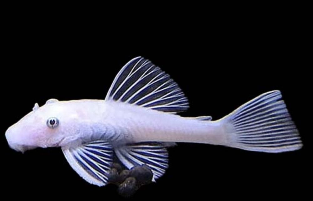 Zbrojniki ancistrus snow white