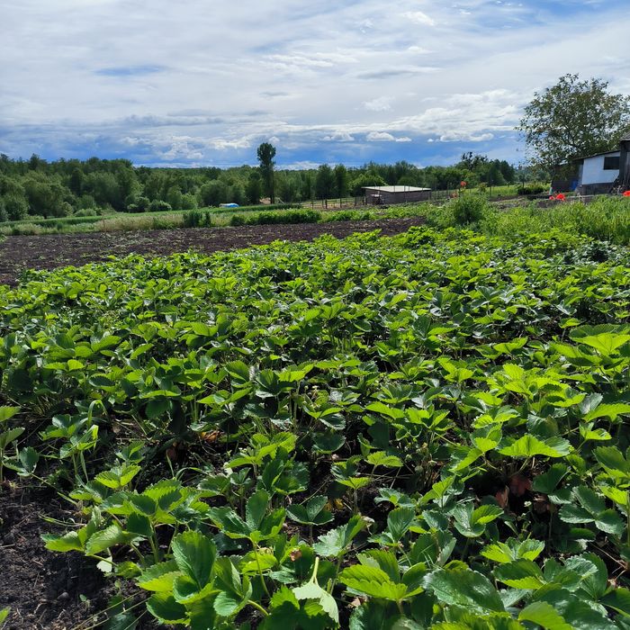 Продаж будинку 100 м2 с. Дулицьке