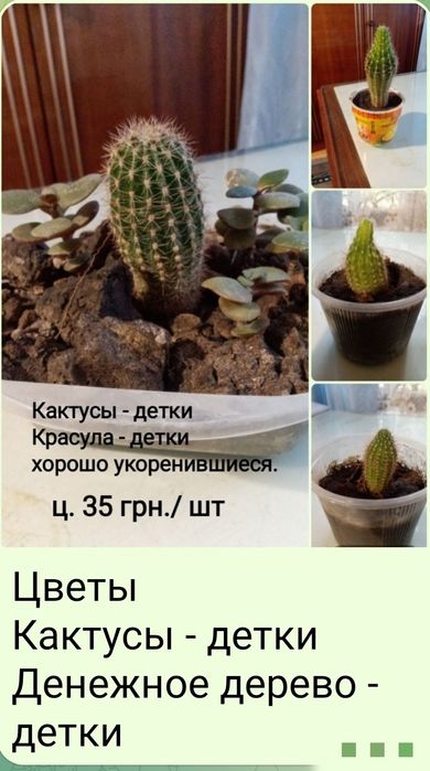 .Цветы  Кактусы Суккуленты от 5 грн.