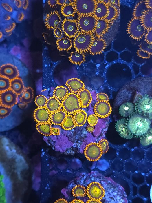 Pequenas colónias de zoas, corais de agua salgada