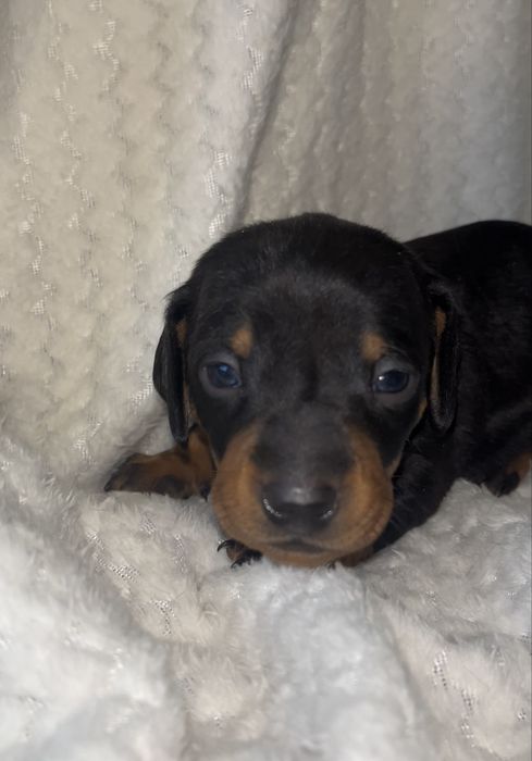 Szczeniak Jamnik krótkowłosy