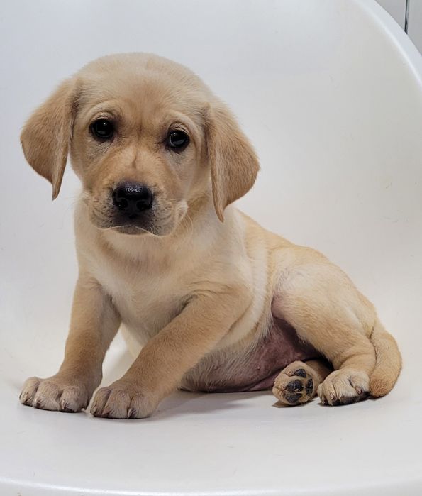Labrador bege femea