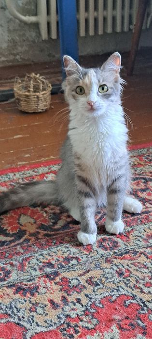 Безкоштовно стерилізована киця