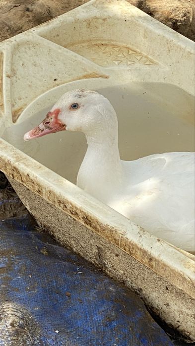 Patos-mudos (de olhos azuis!)