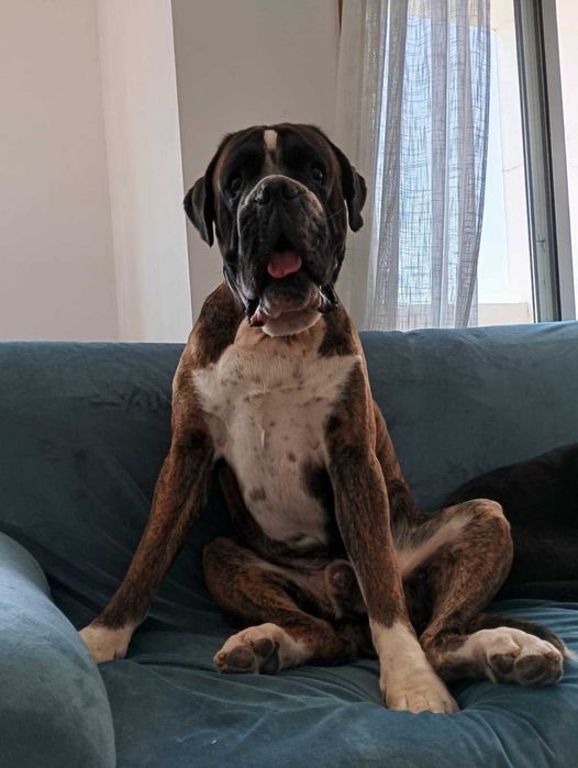 Boxer Acasalar LOP (apenas quero um dos cães)