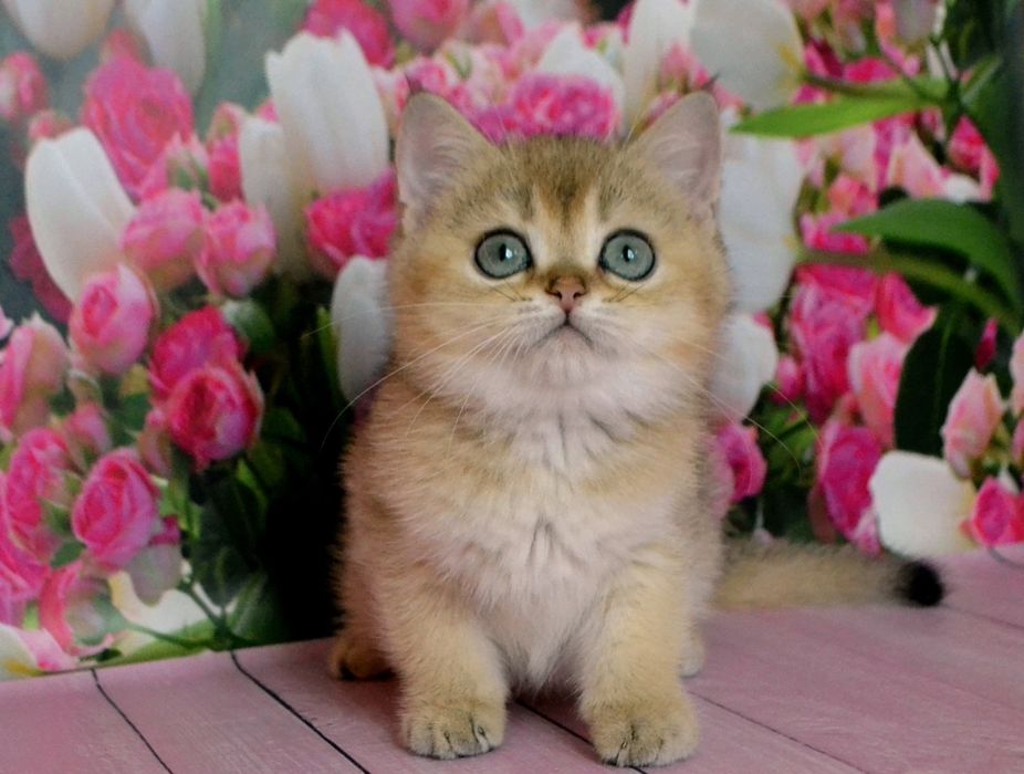 Золотой шиншилла мальчик