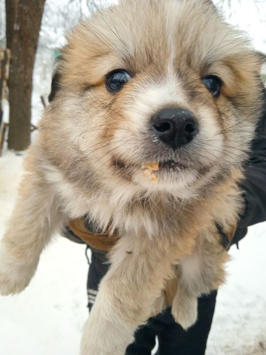 Віддам у дбайливі ручки цуценят.