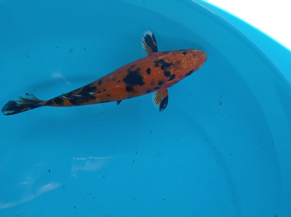 Carpas koi selecionadas