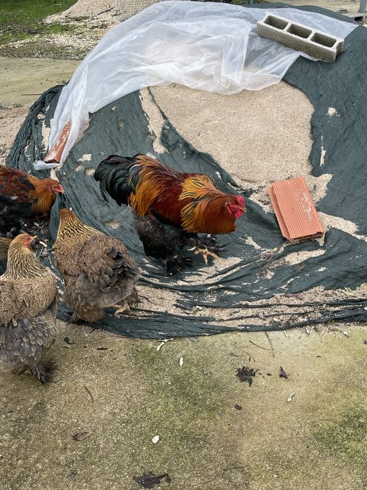 Brahmas perdiz com 6 meses de idade