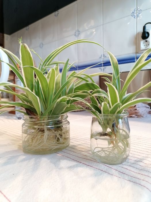 Planta aranha (clorofito)