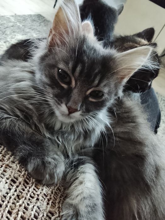 Кошенята в добрі руки