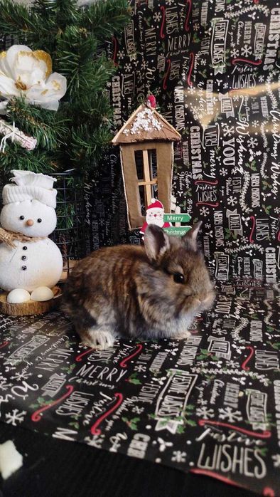 Кролики декоративні