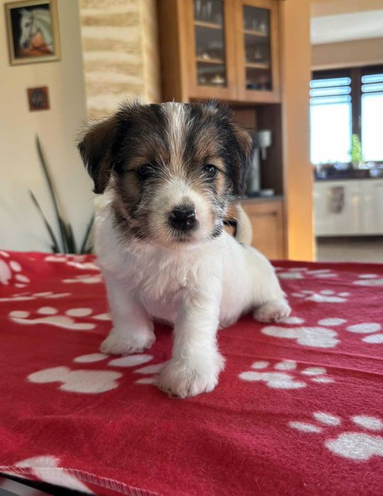 Jack Russell Terrier- suczka ZKwP FCI
