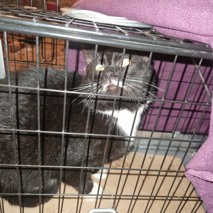 Marzną w pustostanie, kocięta z lasu