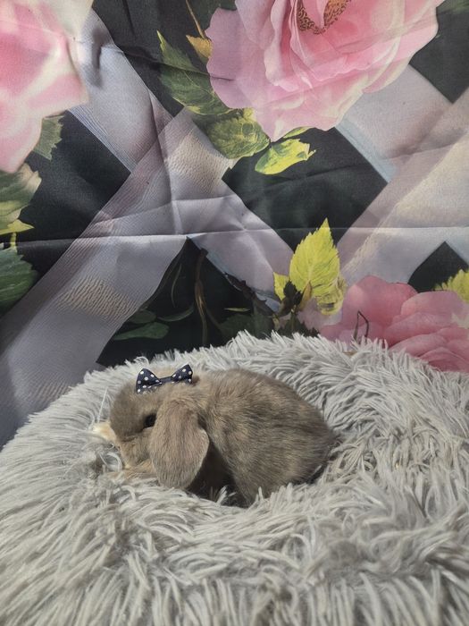 Karzełek Mini Lop  Metryka