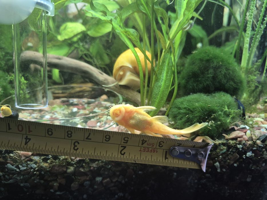 Аквариумные рыбки, гуппи, анциструс, улитки, аквариумные растения