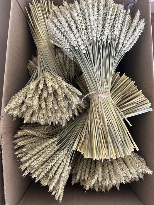 Колоски Пшениці натуральні, можливий опт, Жито, Ячмінь, Льон