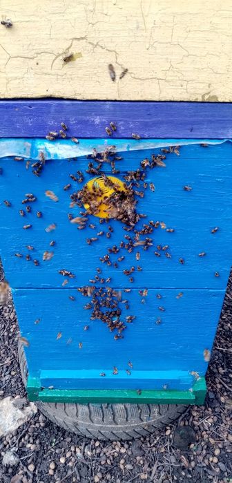 Продам хорошие пчелосемьи. , отводки.