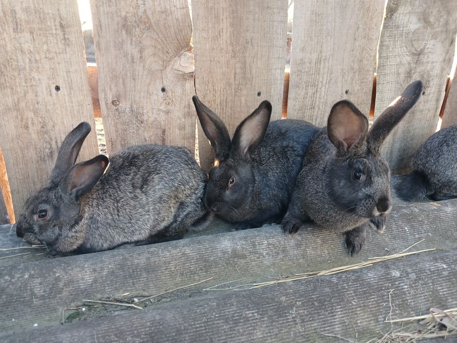 Продам кроликов молодняк