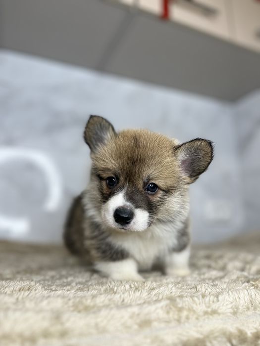 Вельш КОРГІ пемброк бобтейл