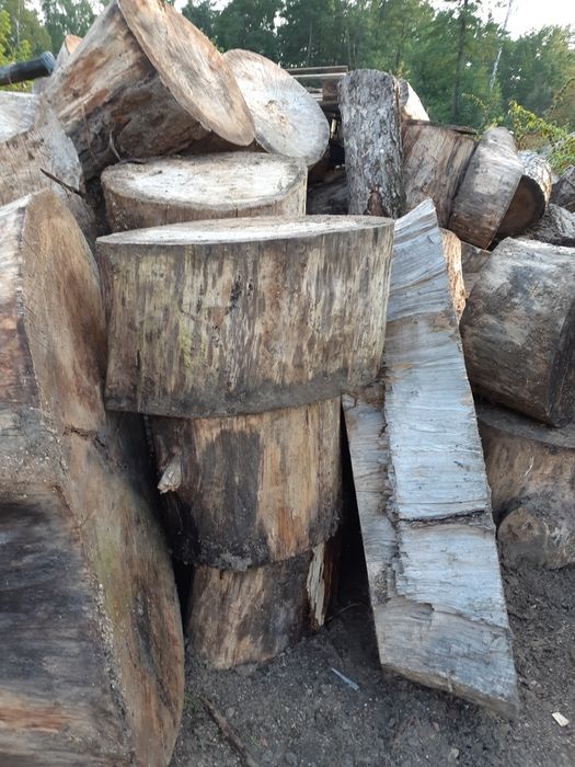 Pniaki topola osika olcha grube 2 zł za 1cm średnicy