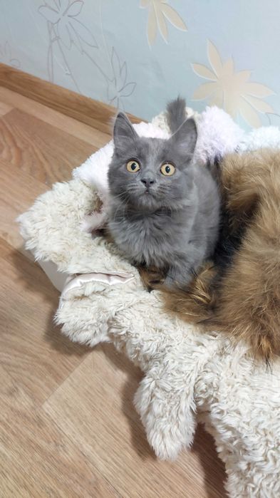 Кошеня дівчинка. Котенок девочка. Спсеныш ищет семью