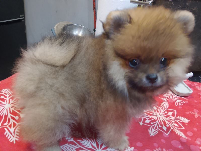 Piękny chłopak pomerianian