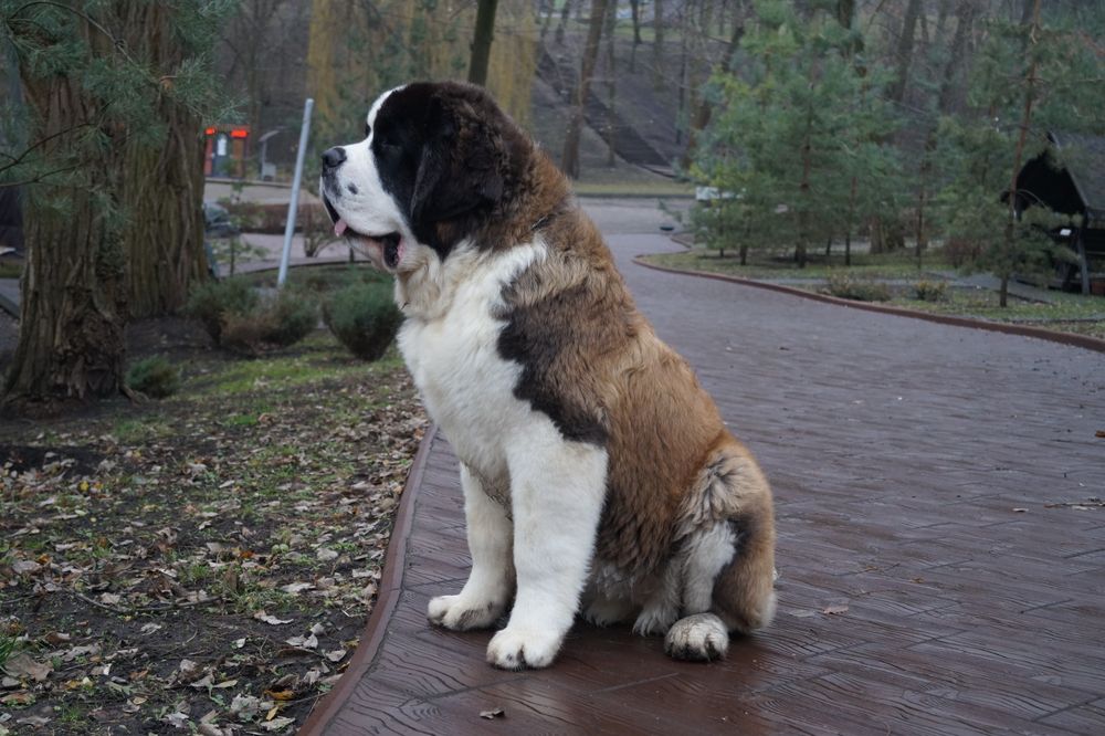 Дівчинка сенбернар