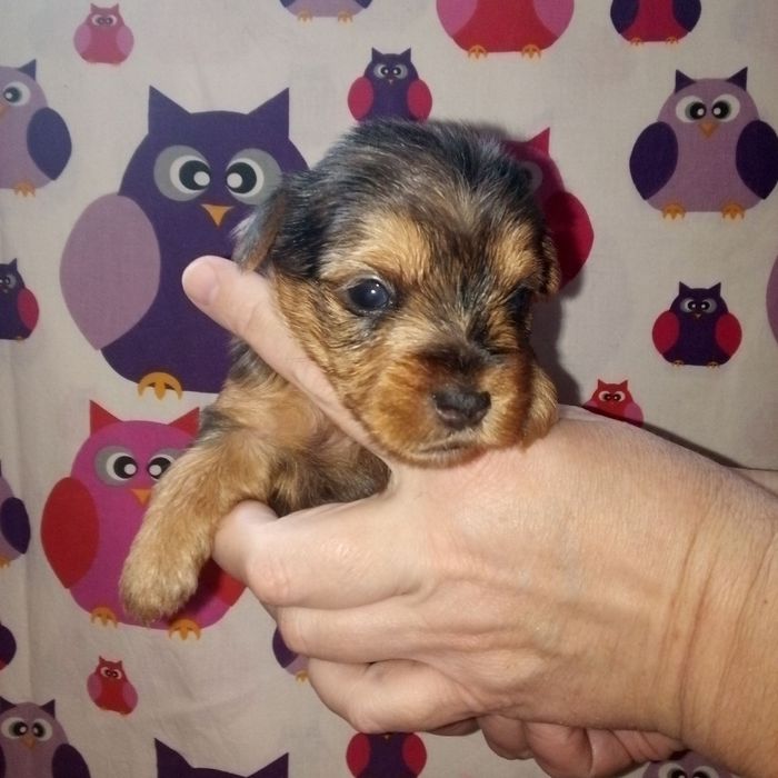 Продам йорків окрасу блю мерле.