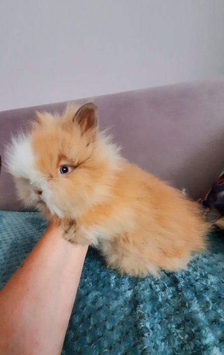 Królik Karzełek Teddy Długowłosy