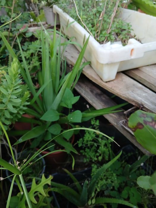 Plantas yucas em vaso