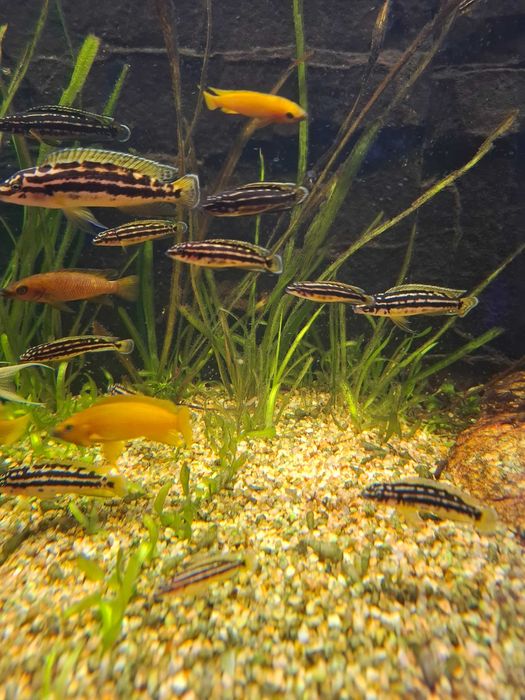 naskalnik kedzierzawy julidochromis ornatus-tanganika