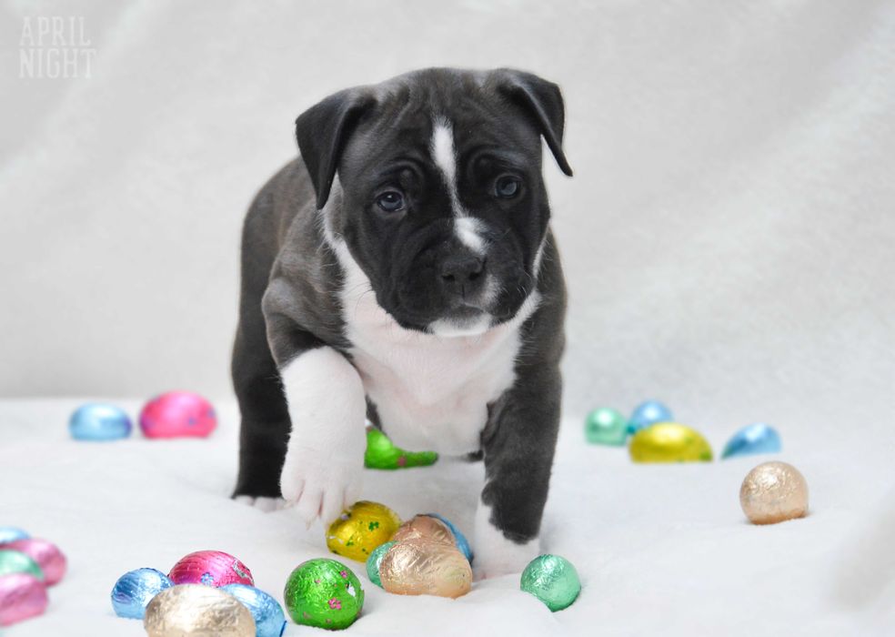 Świetna suczka amstaff,metryka ZKwP,April Night FCI