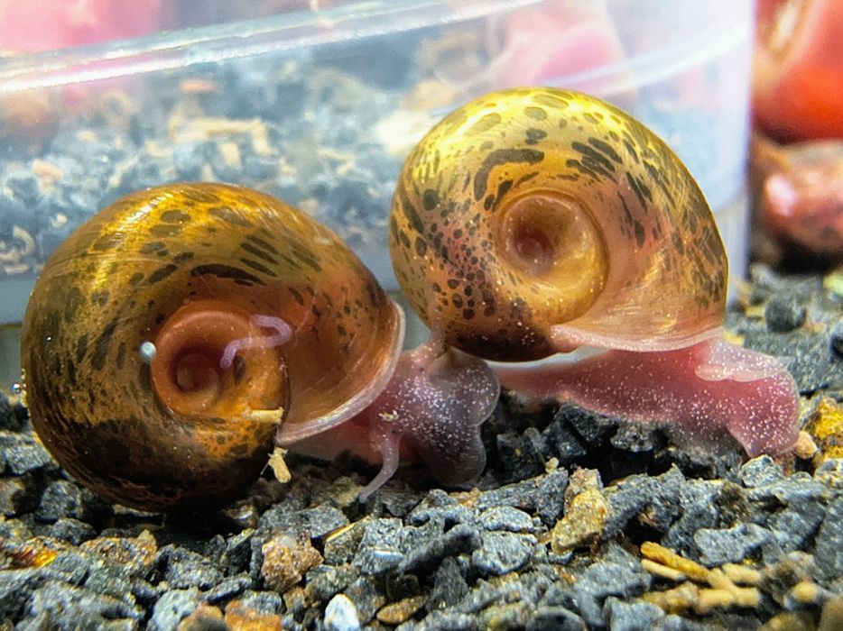 Ślimak Zatoczek rogowy