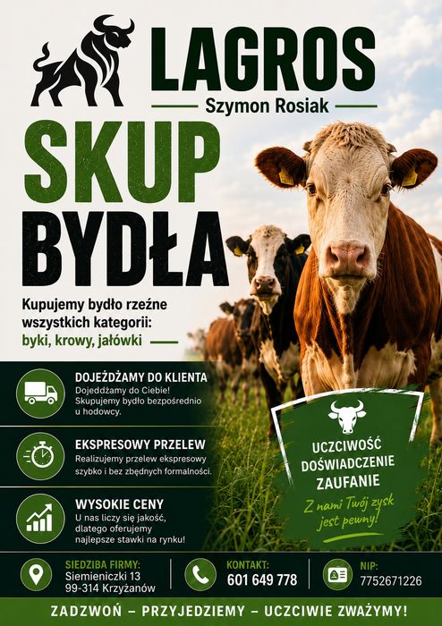 Skup bydła rzeźnego: byki, jałówki, krowy