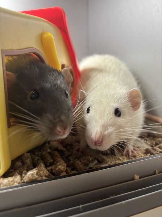 Декоративні щурики