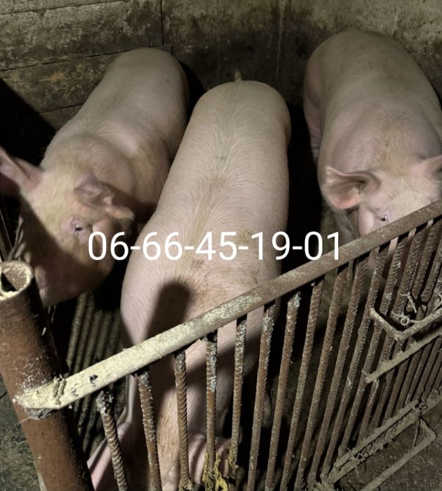 Свині Свиня Поросята